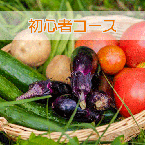 初心者コース