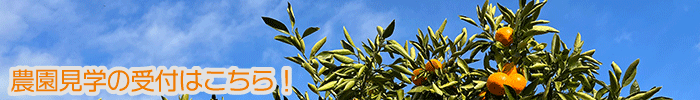 みかんコース