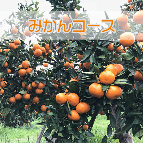 みかんコース