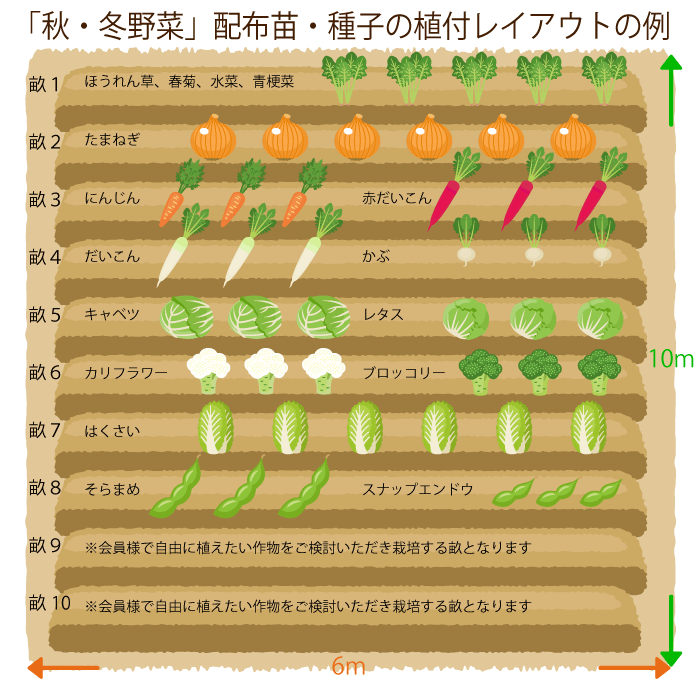 初心者コースの秋冬畑のレイアウト