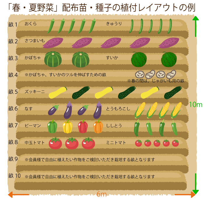 初心者コースの春夏畑のレイアウト